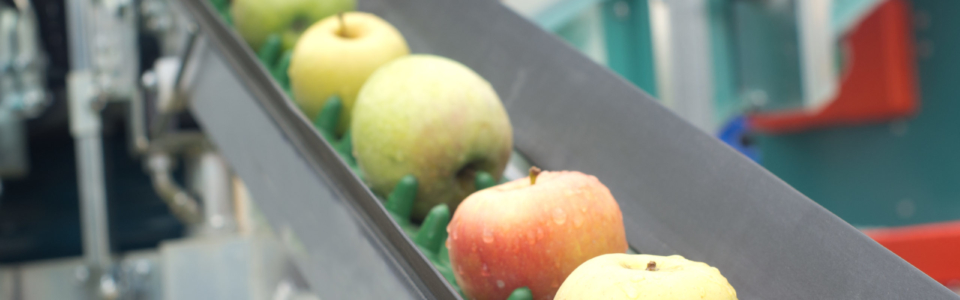 Apple conveyor belt