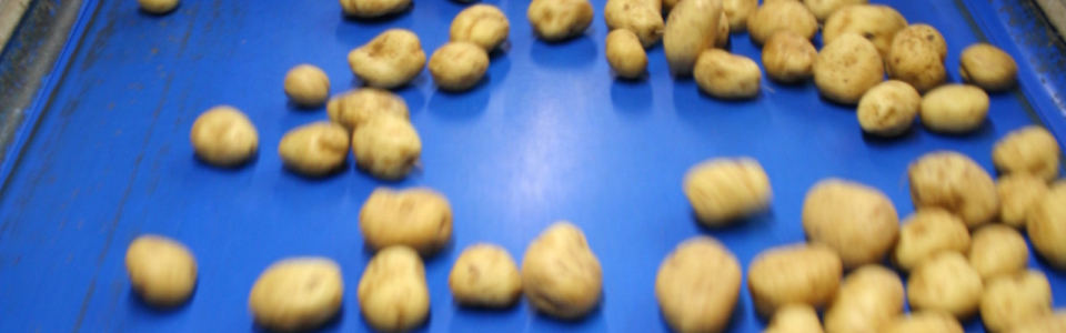 potatoes